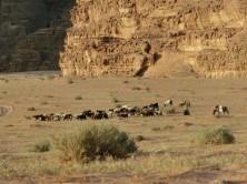Hirte mit Ziegenherde, Wadi Rum