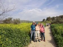 Auf dem Weg zum See Genezareth am blühenden Senfpflanzen-Feld