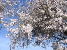 Blütezeit: Mandelbaum im Februar