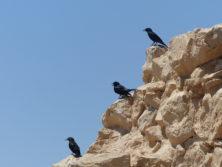 Masada - interessierte gefiederte Zurhörer